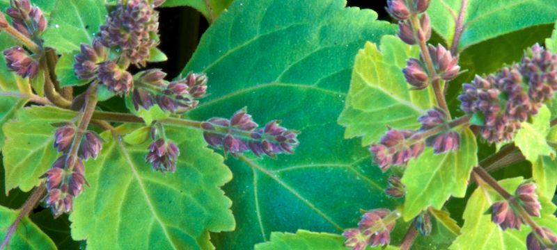 廣藿香精油 10ml